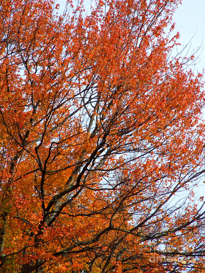 October Tree Photograph Photograph by Kristen Fox