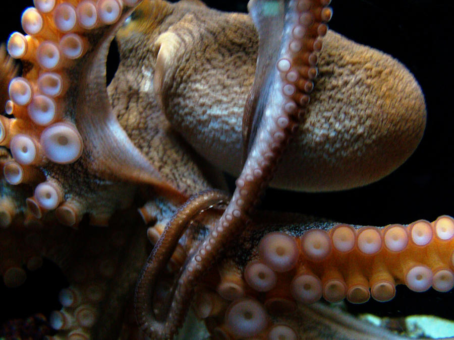 Octopus 1  Photograph by Jennifer Bright Burr