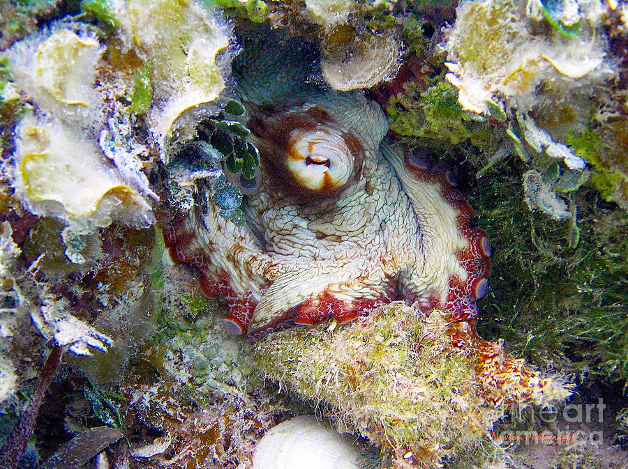 Octopus Feeding Photograph by Li Newton