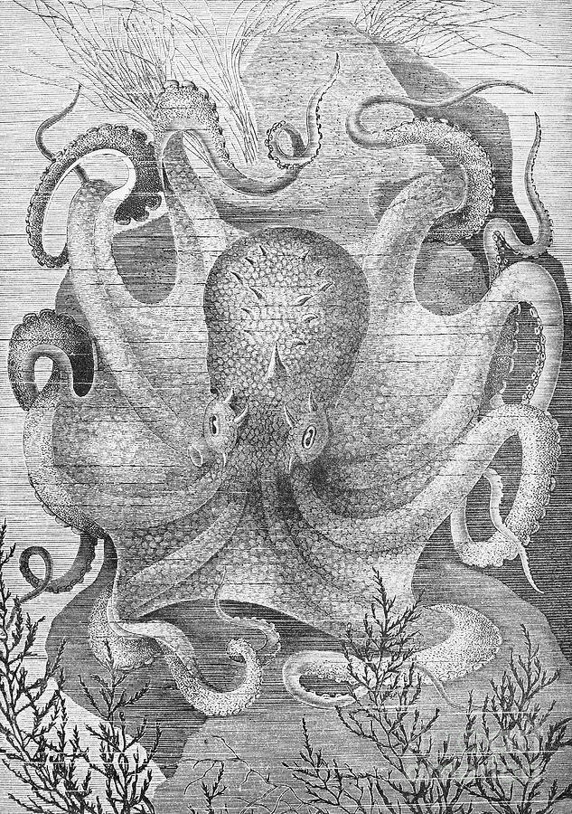 Octopus by Granger