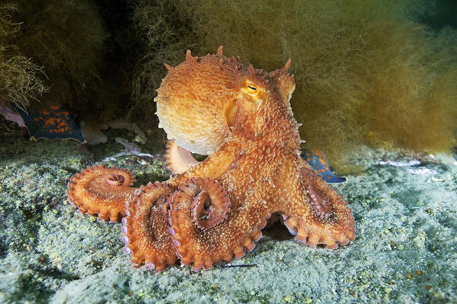 Octopus, Japan Photograph by Alexander Semenov - Fine Art America