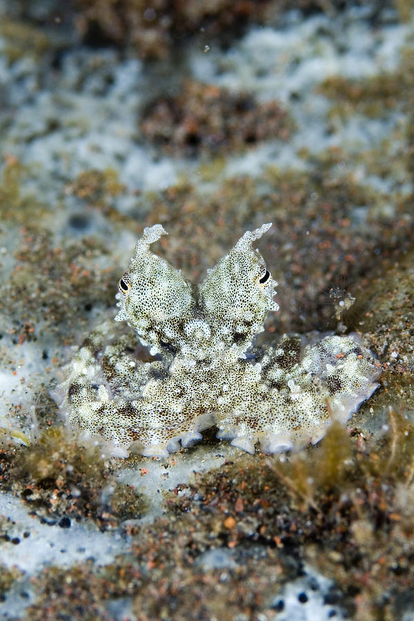 Octopus by Science Photo Library