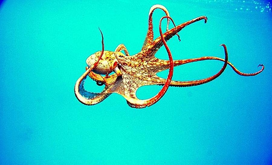 Octopus Of The Deep Blue Photograph