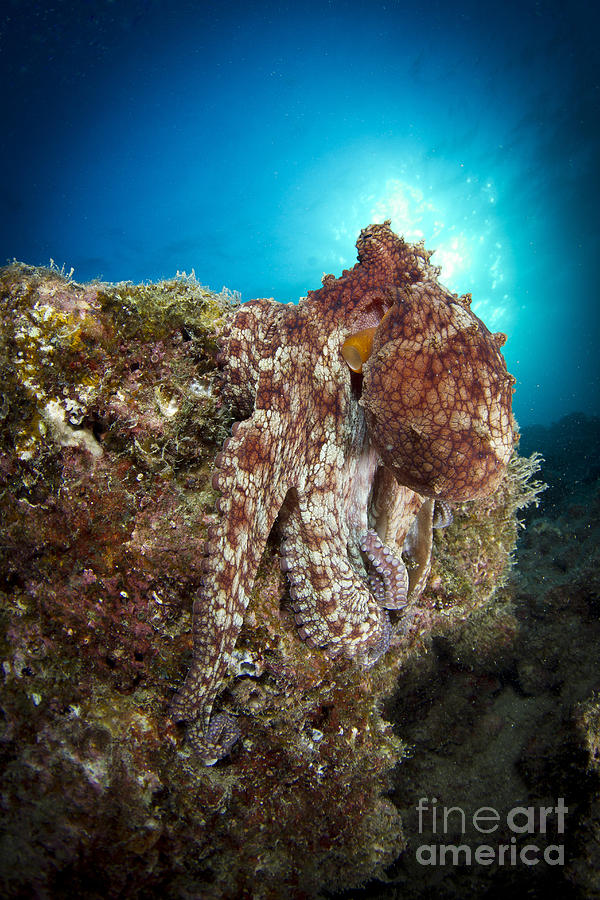 Octopus Photograph - Octopus Posing On Reef, La Paz, Mexico by Todd Winner