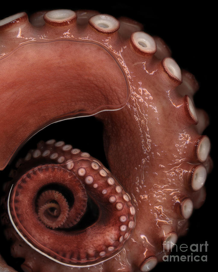 Octopus Tentacle in Water Photograph by Janeen Wassink Searles