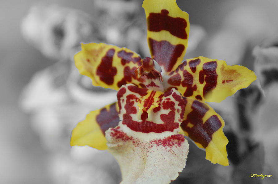 Odontoglossum Orchid Photograph by Susan Stevens Crosby