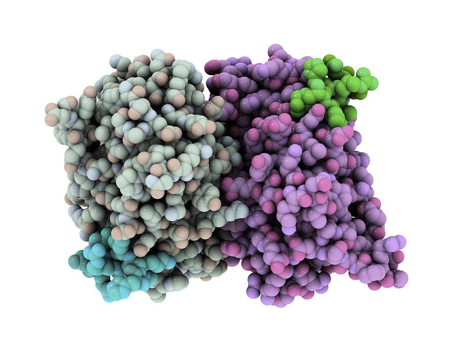 Oestrogen Receptor Molecular Model Photograph By Laguna Design Fine Art America 7522