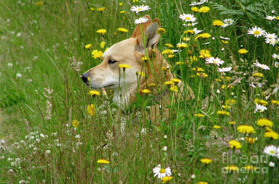 Of Daisies Dandelions and Dogs Photograph by Rory Siegel