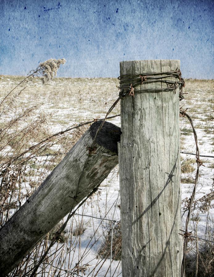 Winter Photograph - Of Wood and Wire by Christine Annas