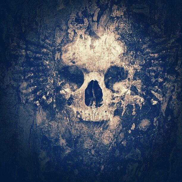 Skull Photograph - Off Of Zedge by Mark Caporelli