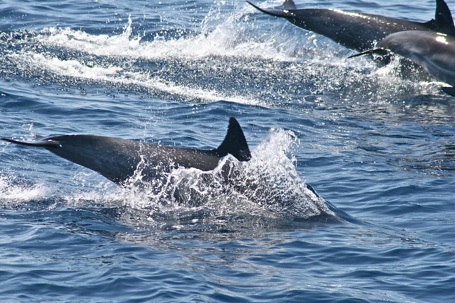 Dolphin Photograph - Offshore Bottle Nosed Dolphins by Ruth Edward Anderson