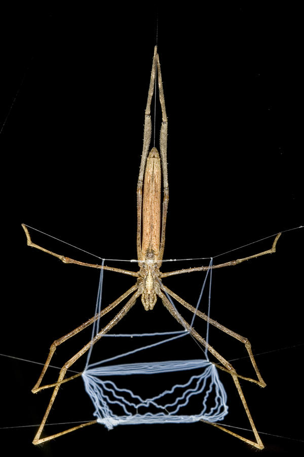 Ogrefaced Spider Costa Rica Photograph by Piotr Naskrecki