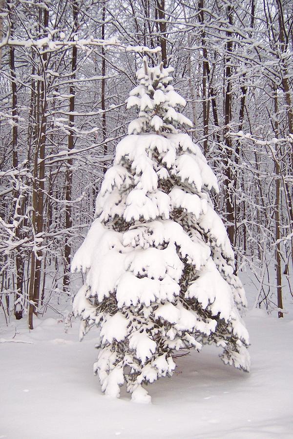 Nature Photograph - Oh Christmas Tree by Krista Ouellette