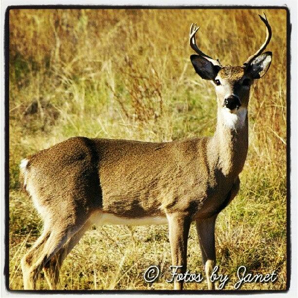 Deer Photograph - Oh Deer!!! #deer #animal #animals #life by Janet Ortiz