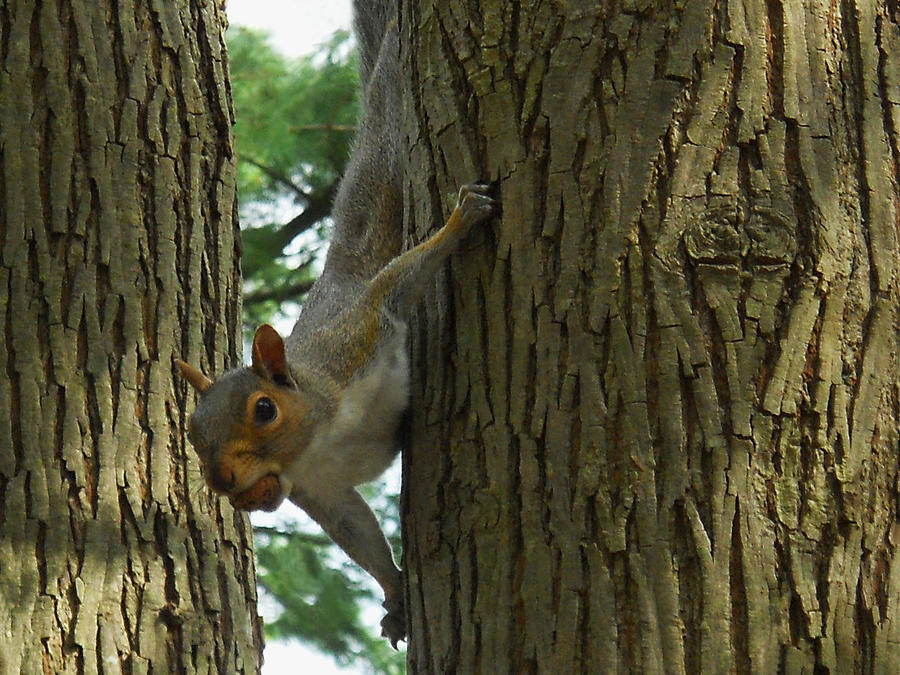 Oh Nuts Squirrel Closeup William Kaluta Photography Photograph by ...