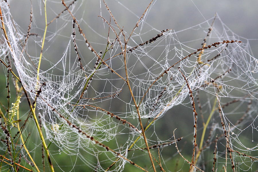 Oh What a Tangled Web Photograph by Rick Rauzi