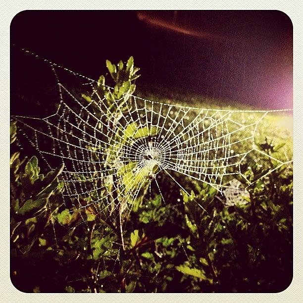 Web Photograph - Oh What A Tangled #web We Weave by Robyn Montella