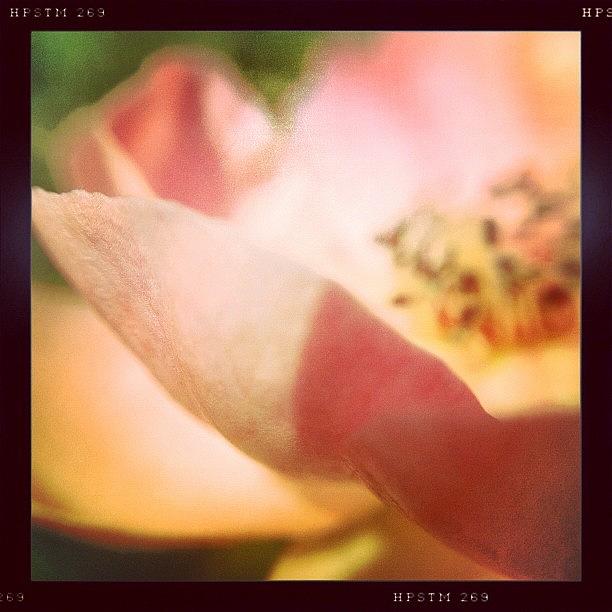 Rose Photograph - Oh, You Sweet Rose. #hipstachallenge by Molly Slater Jones