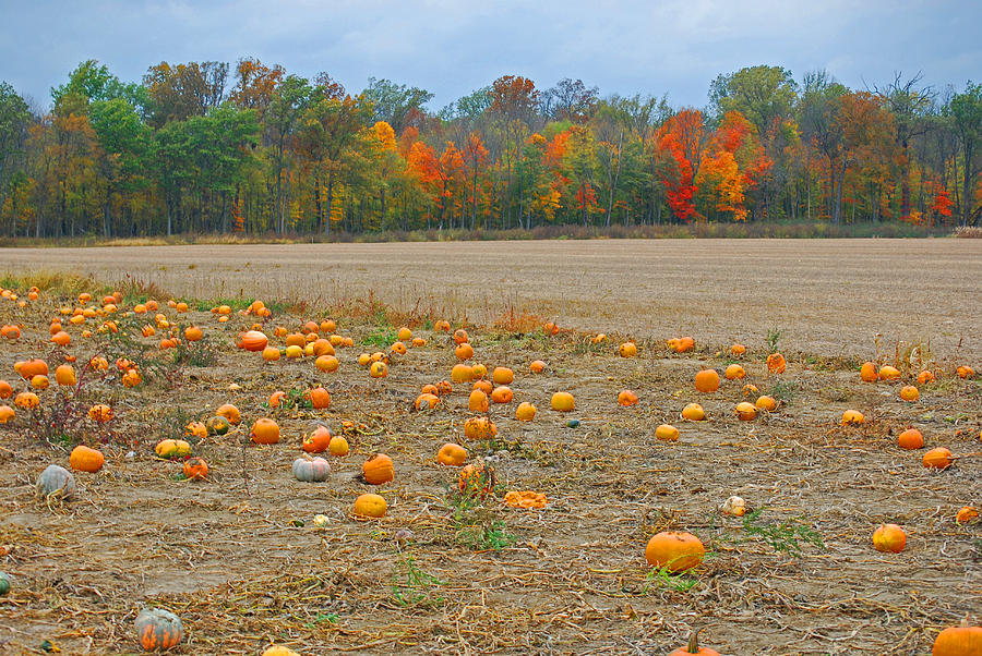 Ohio Pumpkin Patch Photograph by Peter McIntosh Fine Art America