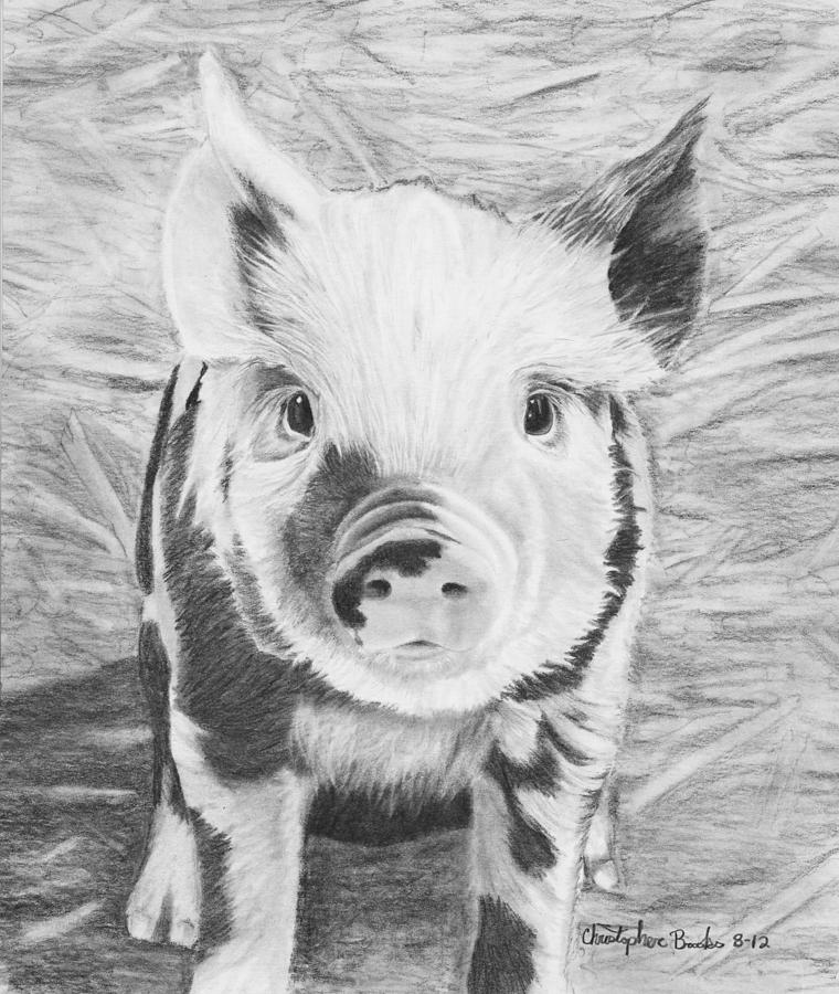 Nature Drawing - Oink by Christopher Brooks