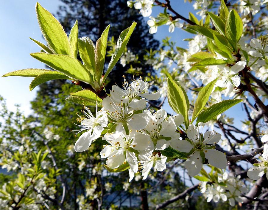 Okanagan Prune Plum Blossoms Photograph by Will Borden