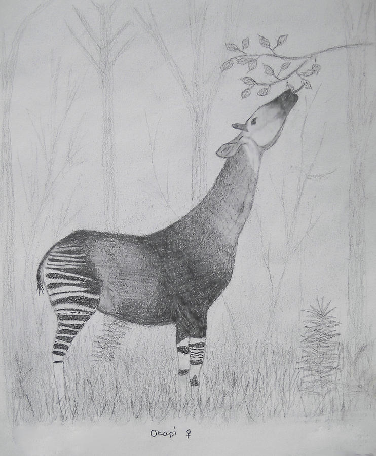 Okapi Drawing by Julia Raddatz