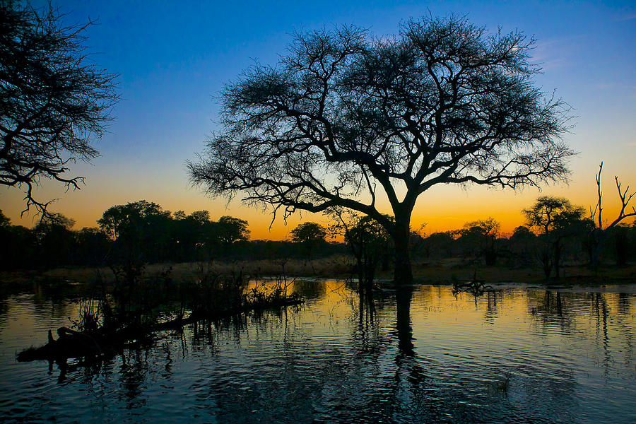 Okavango Photograph by Andy Bitterer