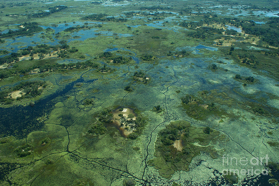 Okavango Delta 4 Photograph by Mareko Marciniak