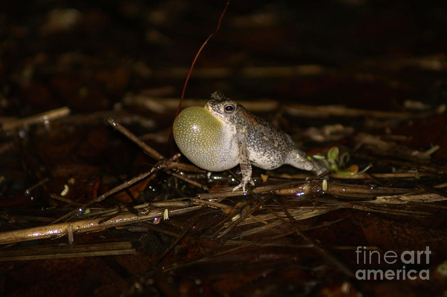 Okavango Mini Toad Photograph by Mareko Marciniak