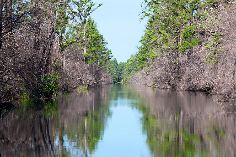 Okefenokee Beauty Photograph by Kenneth Albin