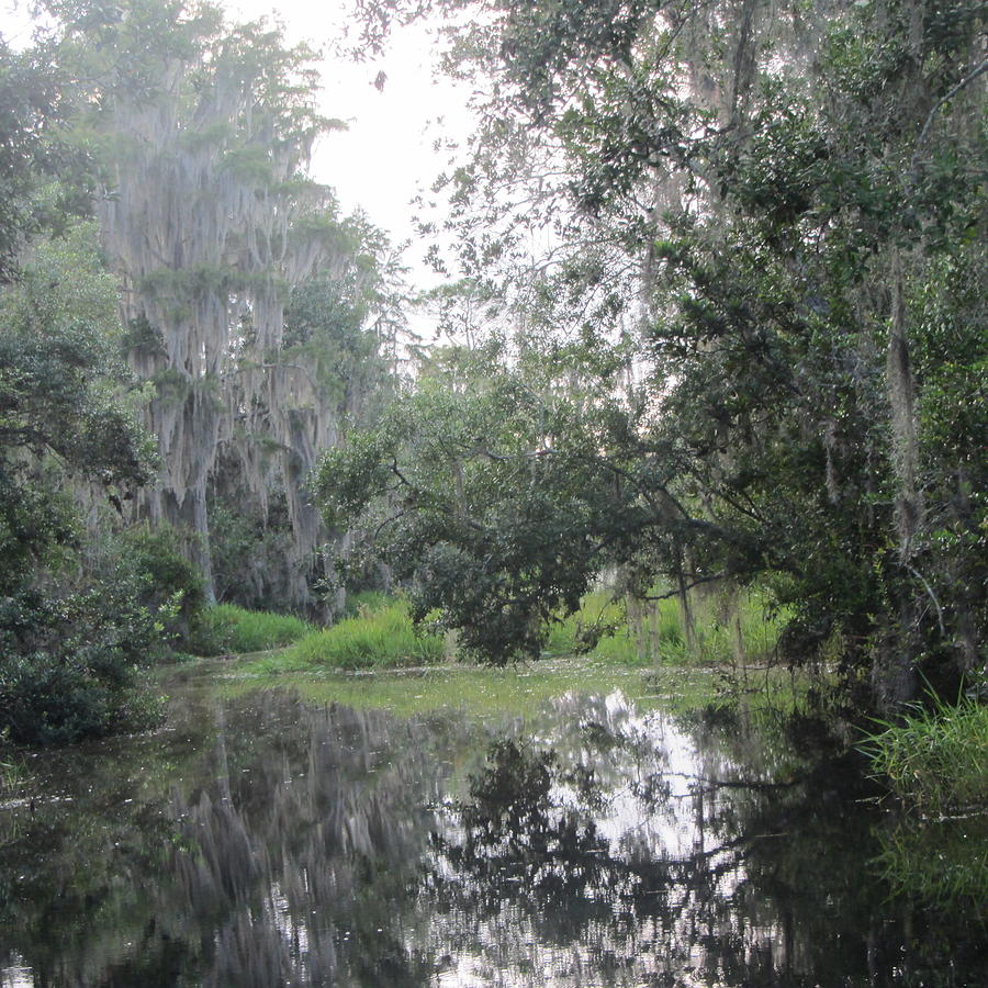 Tree Photograph - Okefenokee Swamp 14 by Cathy Lindsey