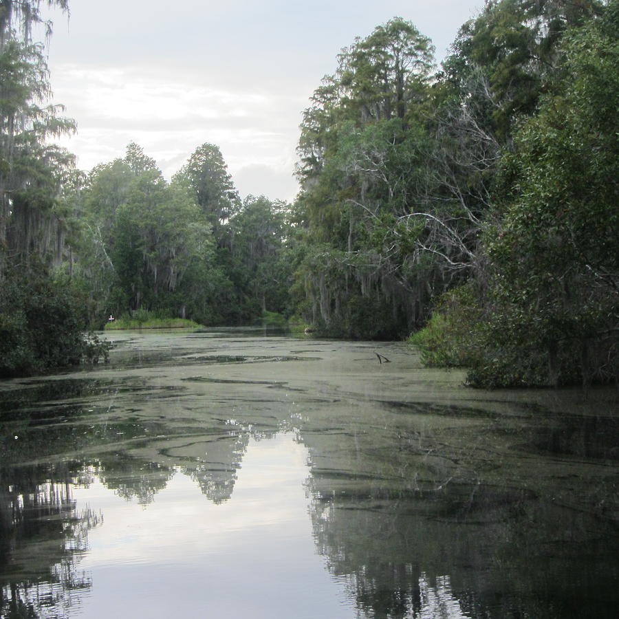 Tree Photograph - Okefenokee Swamp 19 by Cathy Lindsey