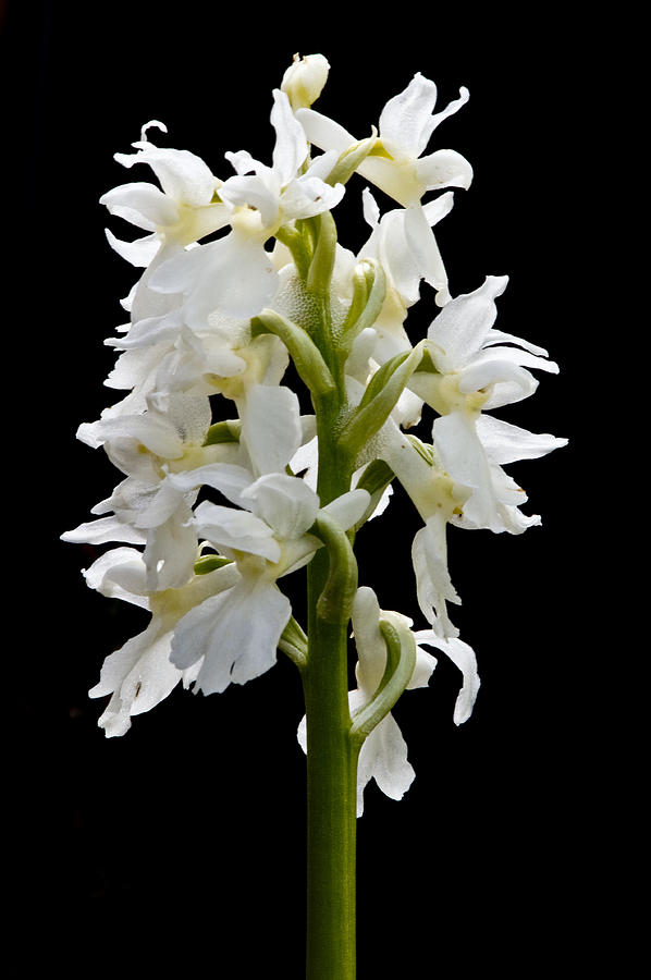 OKellys spotted Orchid Photograph by Rob Hemphill