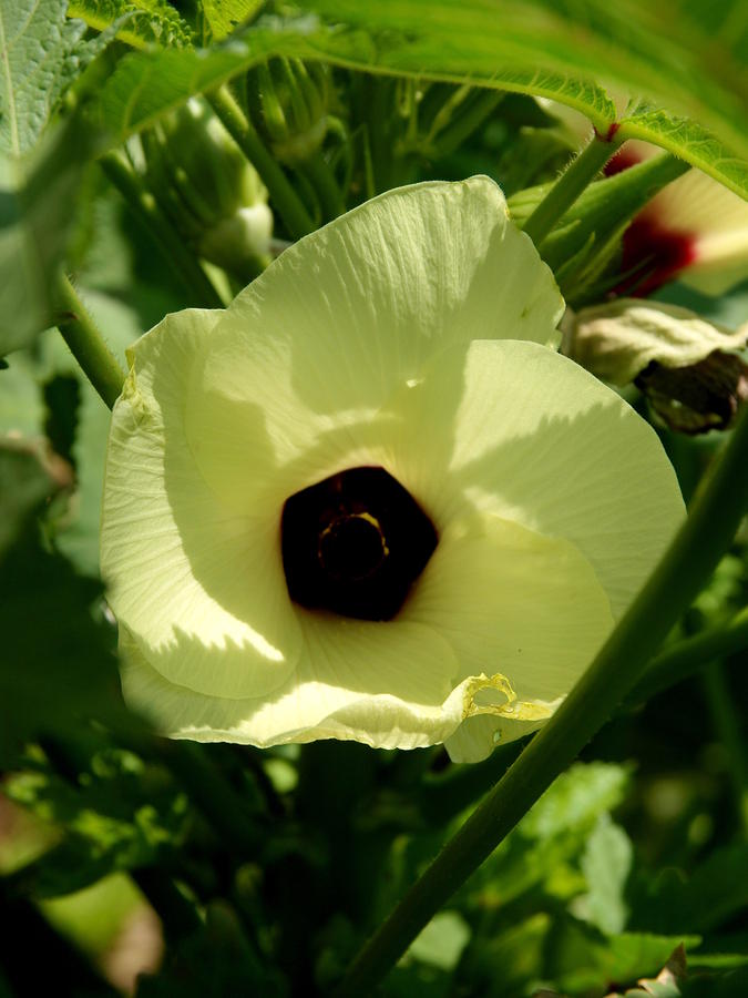Okra Blossom Photograph by James Granberry