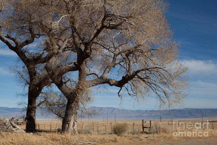 Olancha Photograph by Nicole Riley - Fine Art America