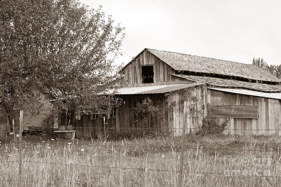 Old Barn in Sepia Photograph by Connie Fox