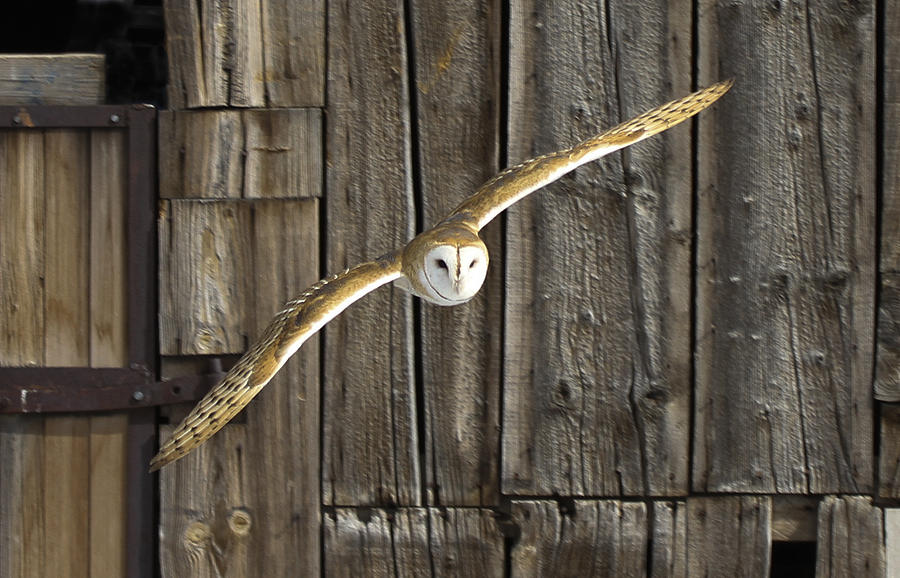 Old barn owl Photograph by John T Humphrey
