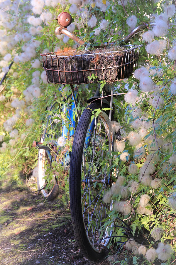 Old Bicycle Photograph by Athena Mckinzie
