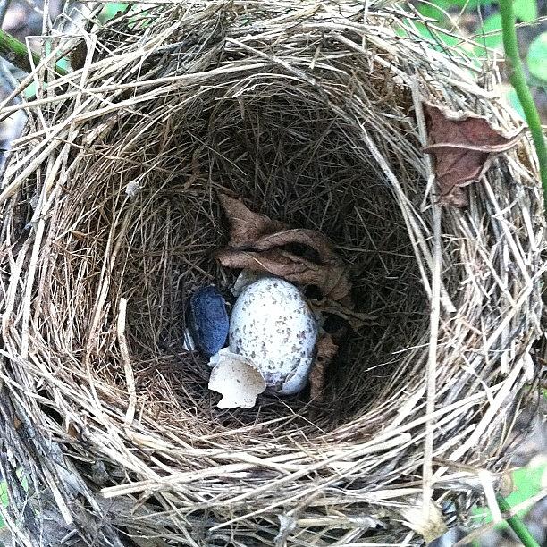 Nature Photograph - Old Bird Nest And Egg by Derek M
