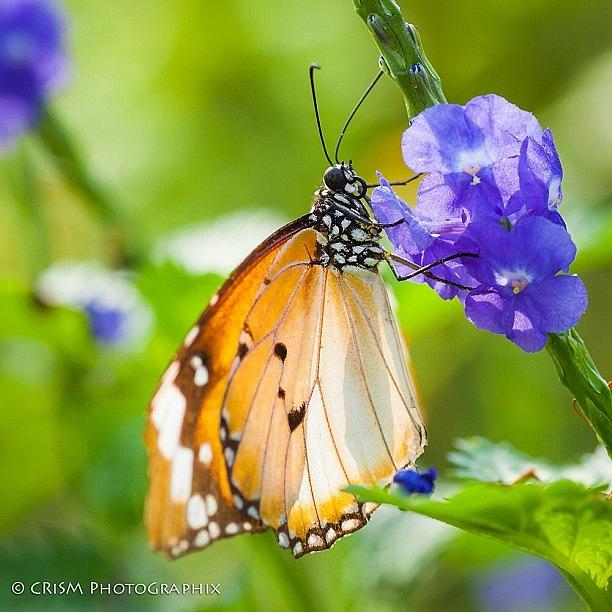 Butterfly Photograph - Old. But Still Beautiful! by Cris Manuzon