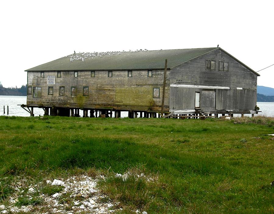 Old Cannery Oysterville Photograph by Kelly Manning