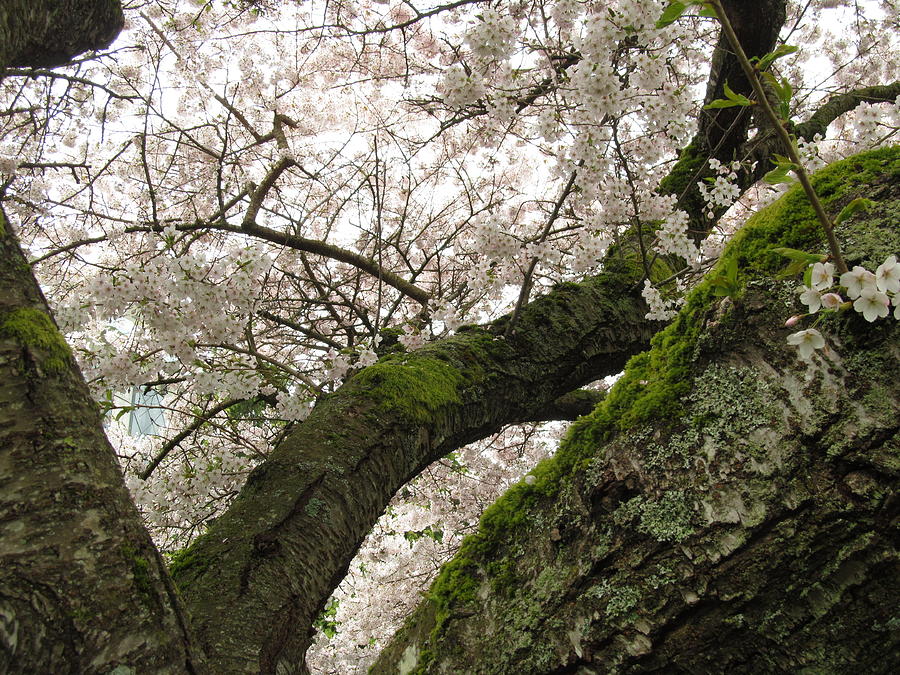 Old Cherry Tree In Blooms Photograph by Alfred Ng