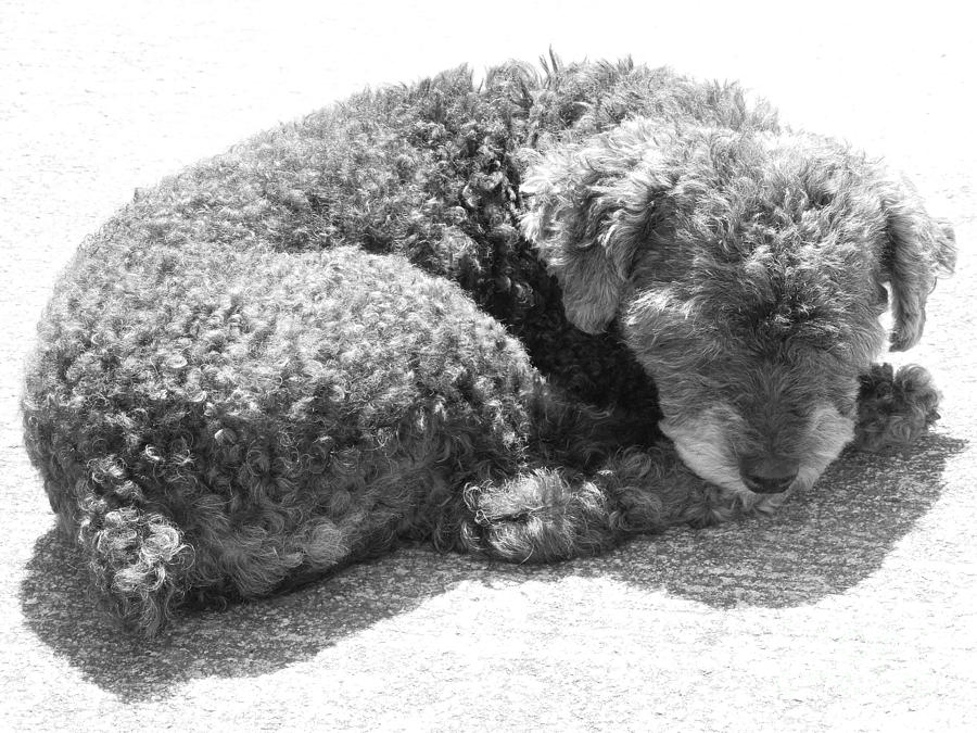 Old Dog Resting in the Sun Photograph by Renee Trenholm