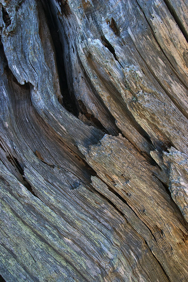 Old Driftwood 2 Photograph by David Kleinsasser