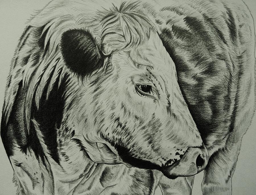 Old English Longhorn Study Drawing by Lucy Deane