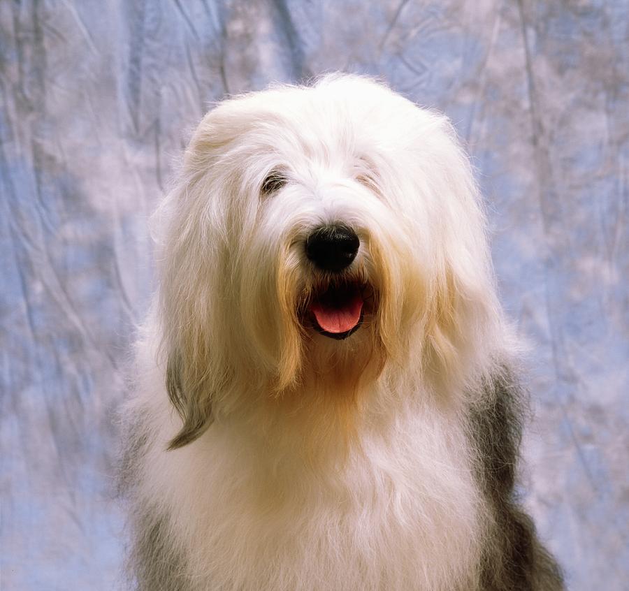 Old English Sheepdog Photographic Print for Sale by