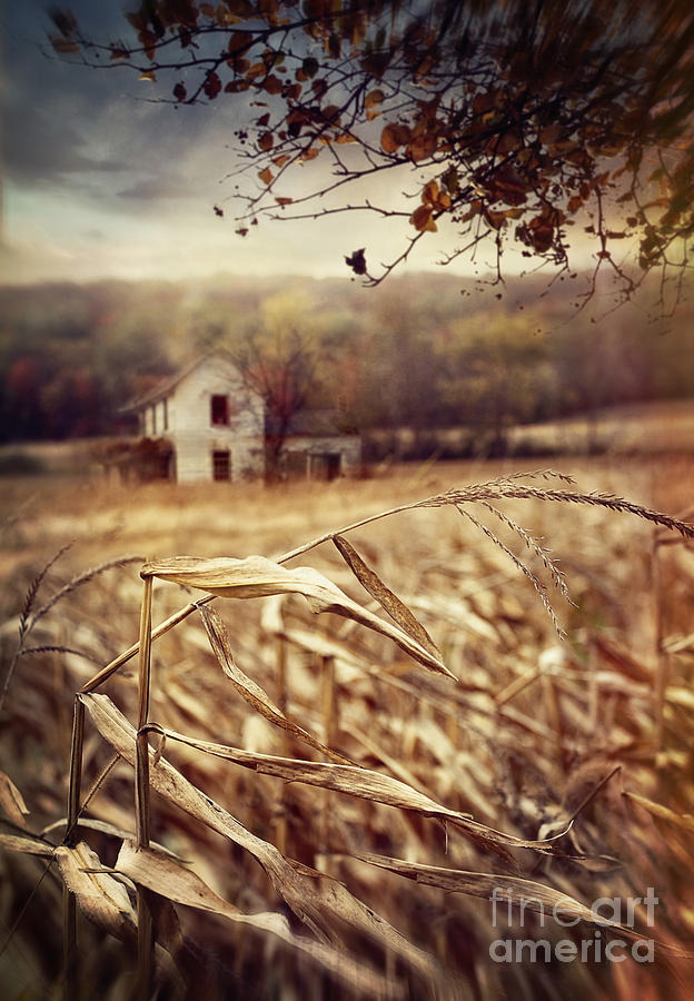 Old farmhouse in autumn corn fields Photograph by Sandra Cunningham