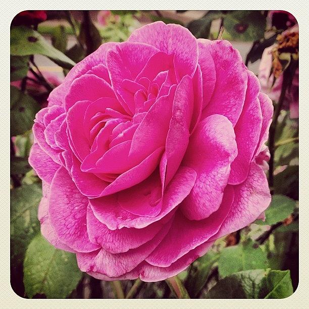Rose Photograph - Old Fashion Rose In The City Of Roses by Christopher Hughes