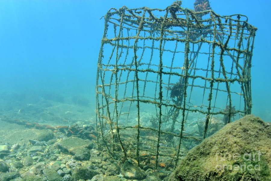 Old fishing cage underwater Photograph by Sami Sarkis - Pixels