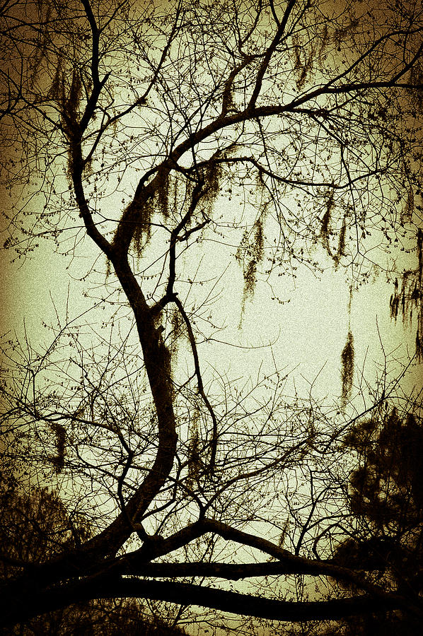 Old Florida Tree Photograph by Carolyn Marshall
